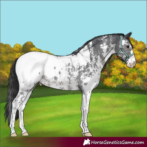 Horse Color:Black Sabino Appaloosa