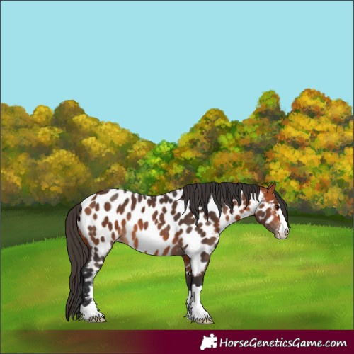 Horse Color:Bay Appaloosa 