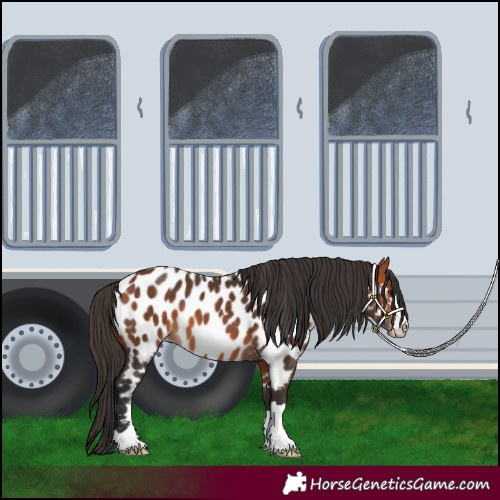 Horse Color:Bay Near Leopard 