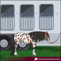 Horse Color:Bay Near Leopard
