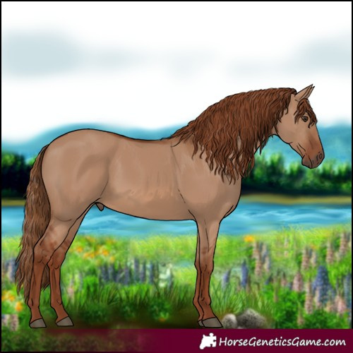 Horse Color:Red Dun