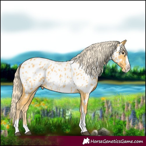 Horse Color:Palomino Splash Tobiano Appaloosa 