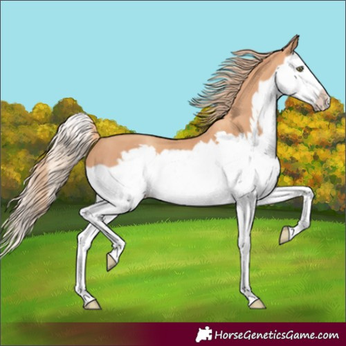 Horse Color:Gold Champagne Splash Frame 