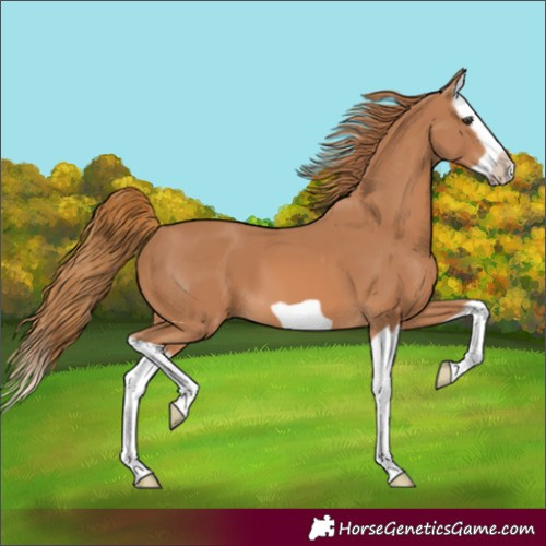 Horse Color:Unknown 