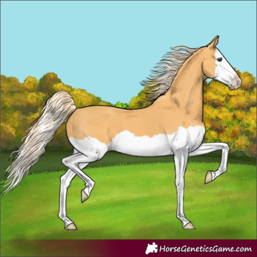 Horse Color:Unknown 