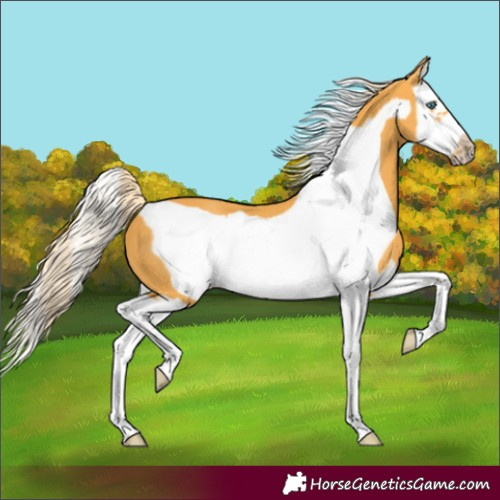 Horse Color:Palomino Splash Frame 