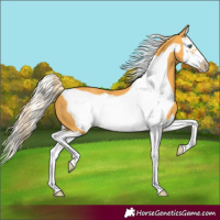 Horse Color:Palomino Splash Frame