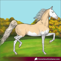 Horse Color:Gold Cream Champagne Splash