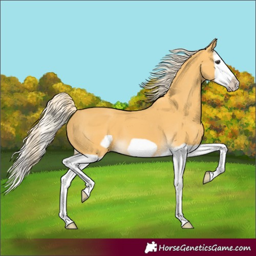Horse Color:Palomino Splash Frame