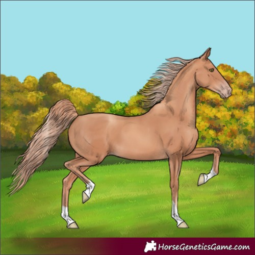 Horse Color:Gold Champagne Tobiano