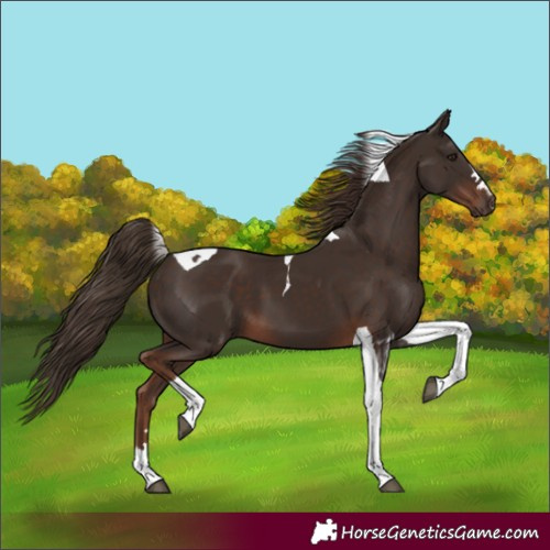 Horse Color:Liver Chestnut Tobiano 