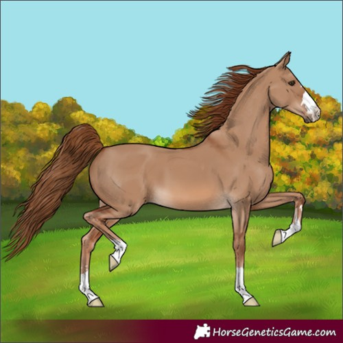 Horse Color:Unknown 