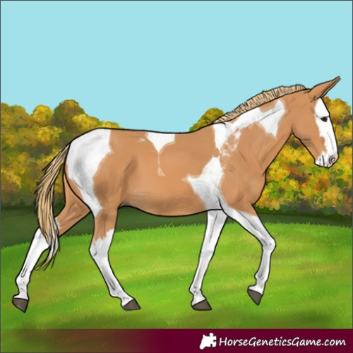 Horse Color:Chestnut Splash Tobiano
