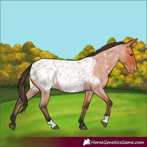 Horse Color:Bay Roan Appaloosa 