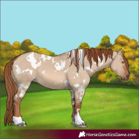 Horse Color:White Spotted Red Dun 