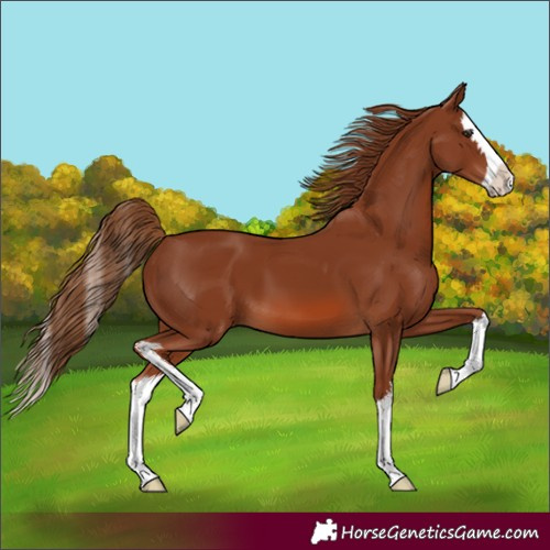 Horse Color:Unknown 
