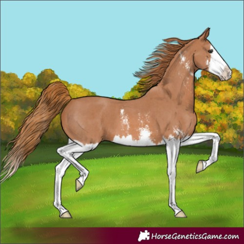 Horse Color:Unknown 