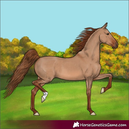 Horse Color:Unknown 