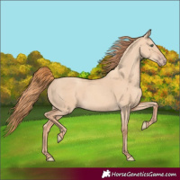 Horse Color:Gold Champagne Dun 