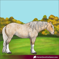 Horse Color:Silver Buckskin Roan Splash