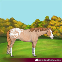 Horse Color:Red Roan Splash Appaloosa