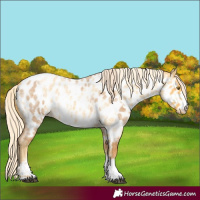 Horse Color:Palomino Roan Appaloosa  and Palomino Roan Appaloosa 