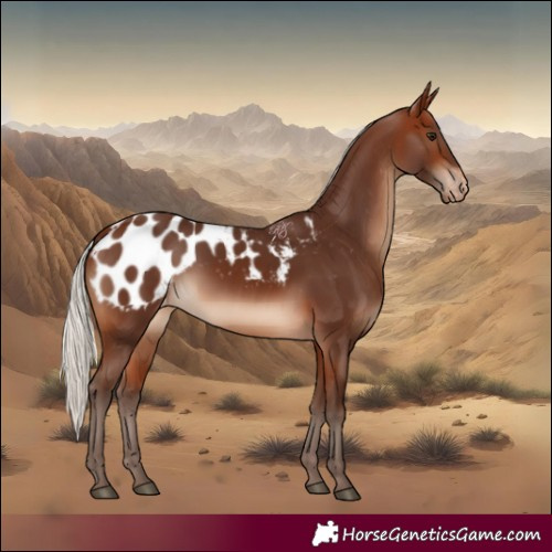 Horse Color:Silver Brown Blanket 