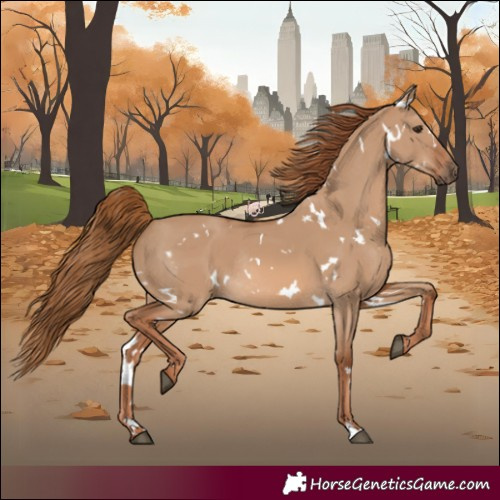 Horse Color:White Spotted Red Dun Rabicano