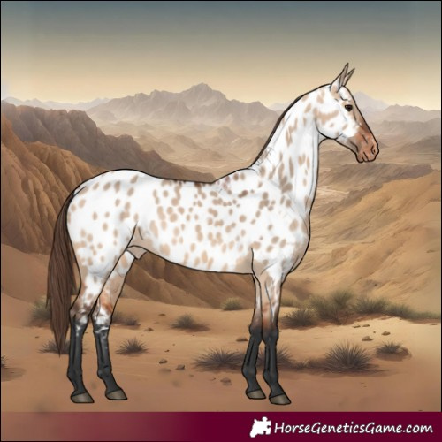 Horse Color:Bay Dun Appaloosa Rabicano
