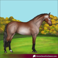 Horse Color:Gray Bay