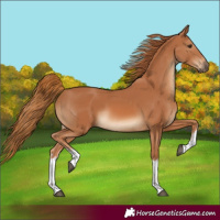 Horse Color:White Spotted Chestnut