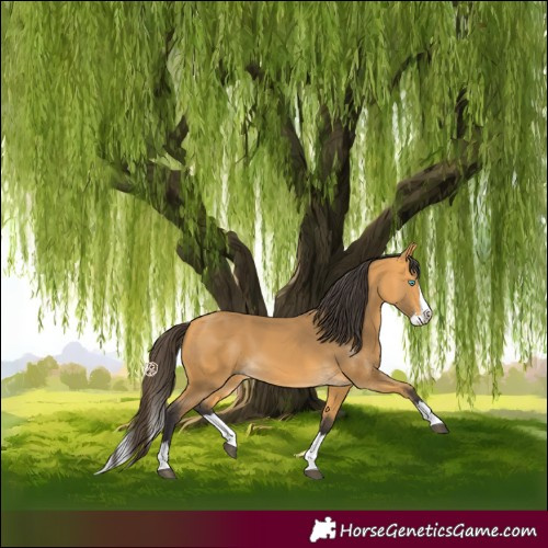 Horse Color:Buckskin Splash