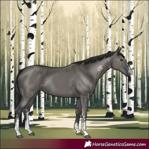 Horse Color:Grullo Sabino Rabicano