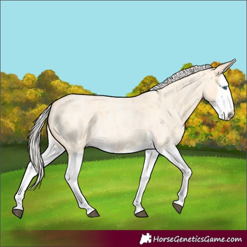 Horse Color:Silver Buckskin Roan Dun Splash 