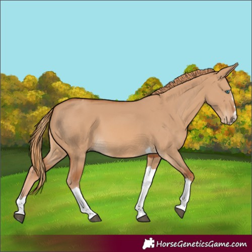 Horse Color:Red Dun Splash Tobiano