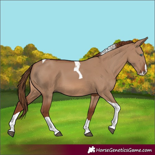 Horse Color:Red Dun Splash Tobiano 