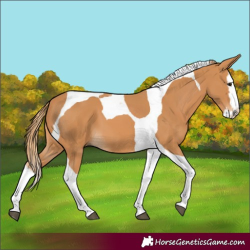 Horse Color:Chestnut Splash Tobiano 