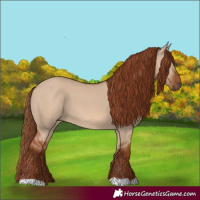 Horse Color:Red Dun
