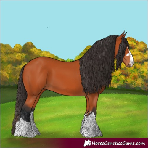 Horse Color:Bay 
