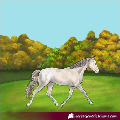 Horse Color:Perlino Appaloosa 