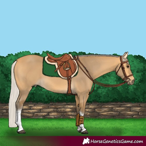 Horse Color:Silver Buckskin Tobiano