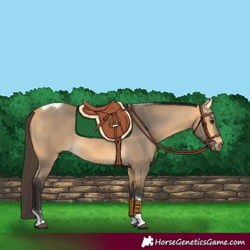 Horse Color:Buckskin Tobiano Rabicano 