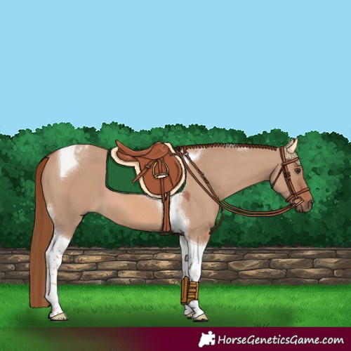 Horse Color:Red Dun Tobiano 