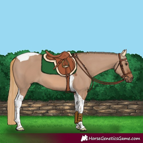 Horse Color:Red Dun Tobiano