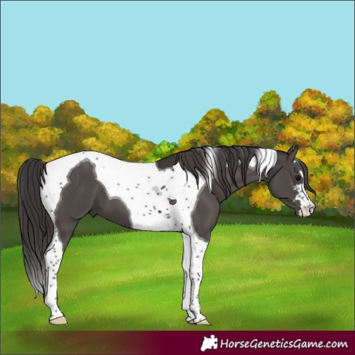 Horse Color:Smoky Black Tobiano