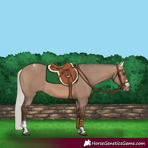 Horse Color:Silver Brown Dun Tobiano Frame Rabicano