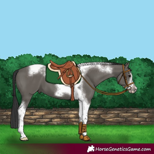 Horse Color:Grullo Tobiano Frame 