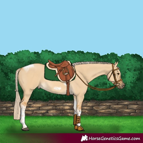Horse Color:Palomino Dun Tobiano Frame Rabicano