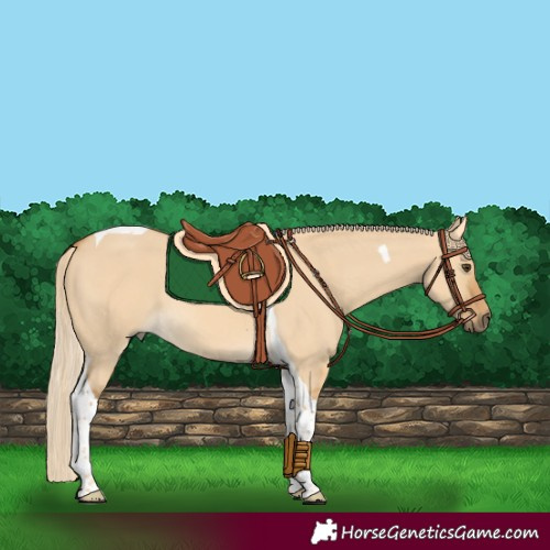 Horse Color:Palomino Dun Tobiano Rabicano