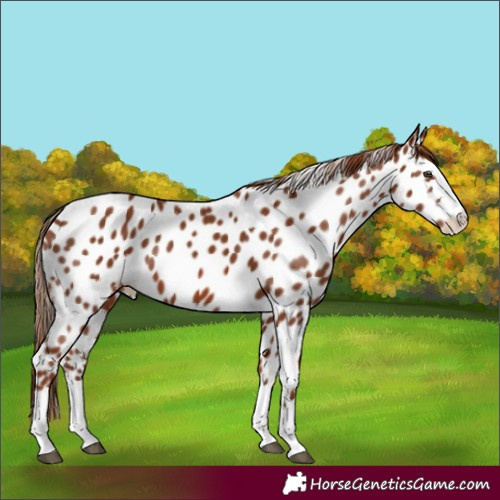 Horse Color:Chestnut Appaloosa